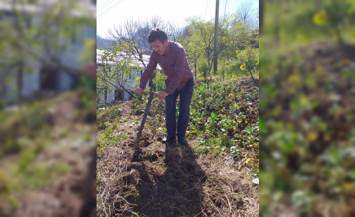 Giresun'da köyün camisinin imamı yaşlı kadının tarlasını çapaladı