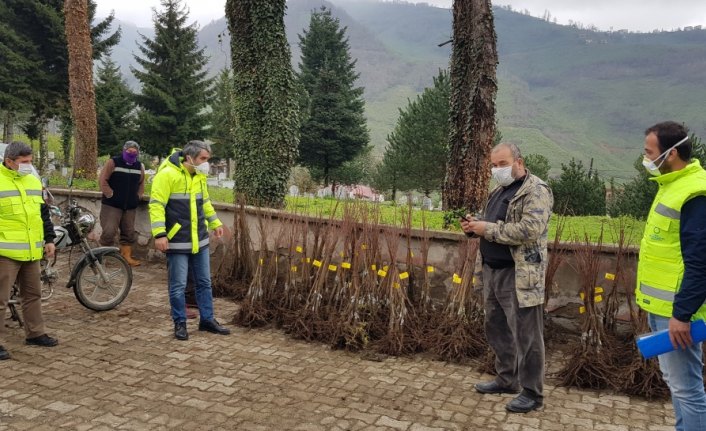 Ordu'da üreticiler, fındığın yanında kestaneyle ek gelir sağlayacak