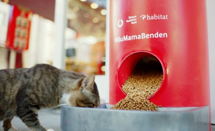 Türkiye Vodafone Vakfı’ndan “Salgında sokak hayvanlarını unutma” çağrısı