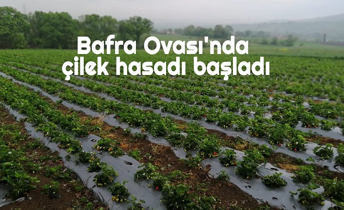 Bafra Ovası'nda çilek hasadı başladı