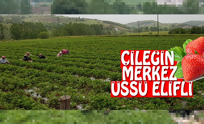 Bilgin, “ ÇİLEĞİN MERKEZ ÜSTÜ ELİFLİ “