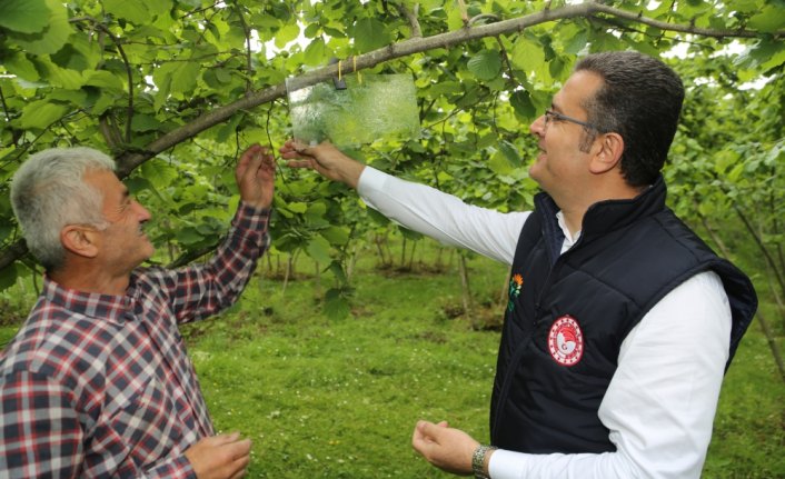 Fındığı tehdit eden zararlılara karşı 