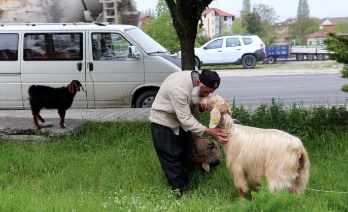 Keçilerini minibüsle gezdirip, omzunda taşıyor