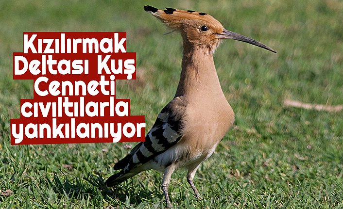 Kızılırmak Deltası Kuş Cenneti cıvıltılarla yankılanıyor