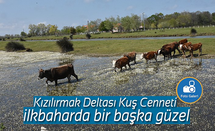 Kızılırmak Deltası Kuş Cenneti ilkbaharda bir başka güzel