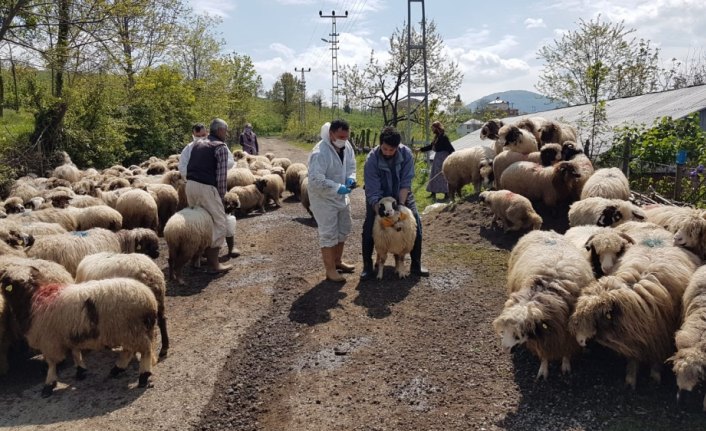 Ordu'da üreticiler tarımsal faaliyetlerini kesintisiz sürdürüyor