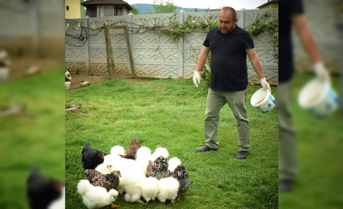 Süs tavuğu yetiştiriciliği hobisini kazanca dönüştürdü