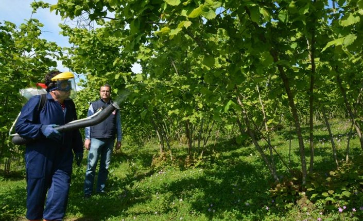 TZOB: Fındıkta doğru ilaçlama külleme hastalığını önlüyor