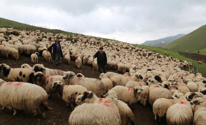 85 yaşındaki Süleyman dedenin bitmeyen çobanlık tutkusu