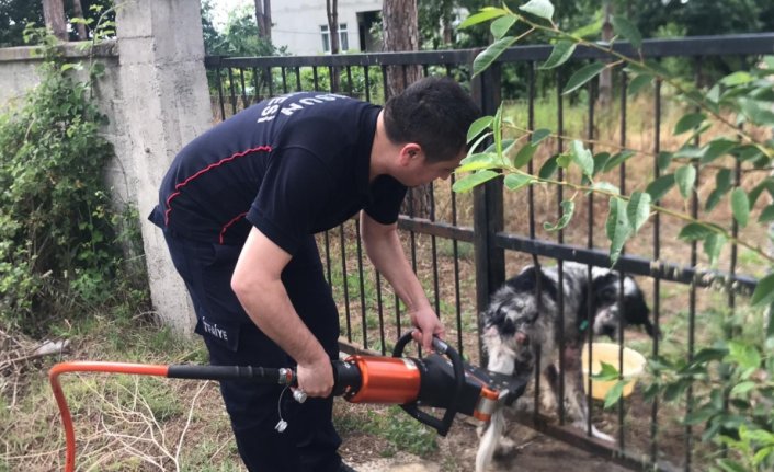 Bafra'da demir kapıya sıkışan köpeği itfaiye kurtardı