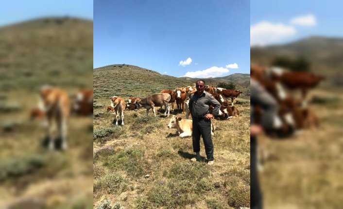 Besicinin kaybolan 12 büyükbaş hayvanını jandarma drone yardımıyla buldu