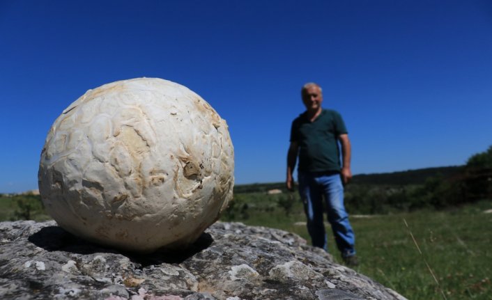 Futbol topu sandı, 5 kilogram ağırlığında mantar çıktı