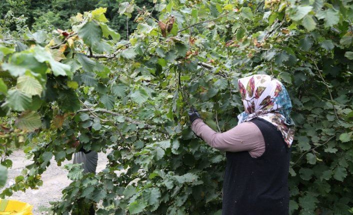 Ordu'da 