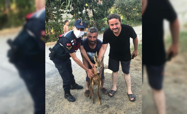 Düzce'de yorgun düşen yavru geyik ekiplere teslim edildi