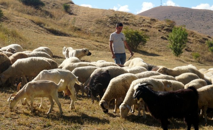 Taksitle aldığı koyunlarla köyüne yerleşti, sürüsünü 5 katına çıkardı