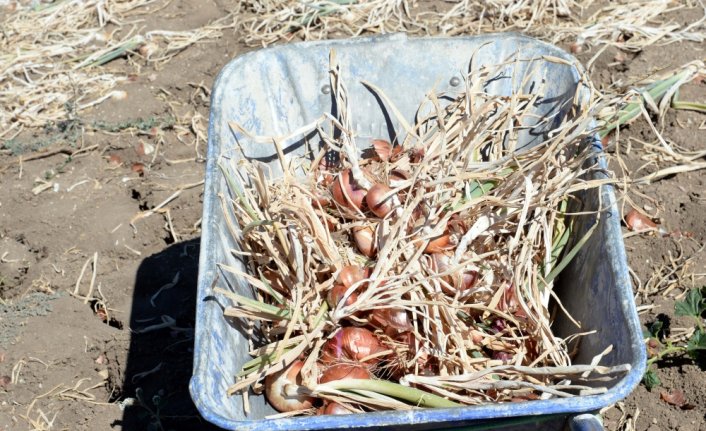 Niksar soğan üretiminde merkez olma yolunda