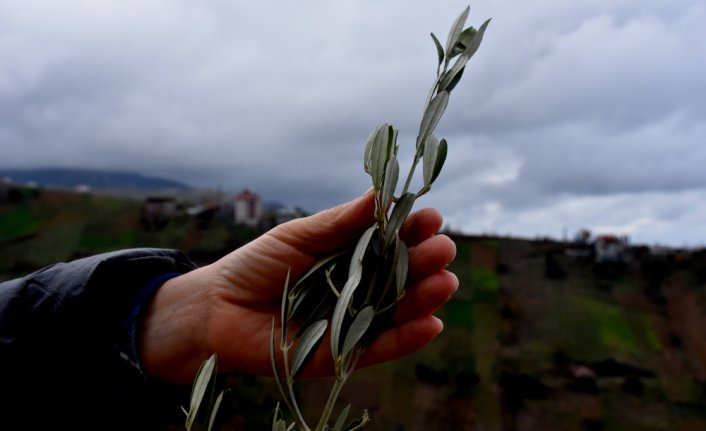 Trabzon'da meyve fidanları vatandaşlara ek gelir getirecek