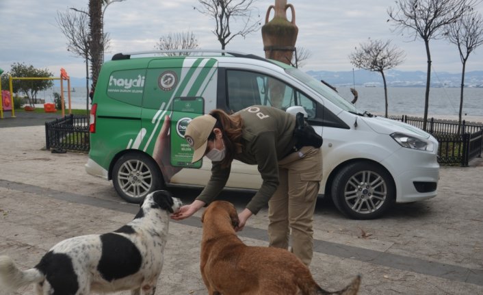 Sinop ve Kastamonu'da sokak hayvanlarına yardım eli