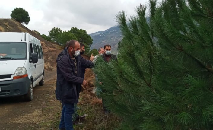 Trabzon'da çam fıstığı yetiştiriciliği yeni gelir kapısı olacak