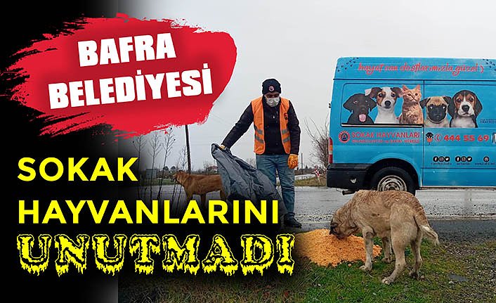 BAFRA BELEDİYESİ SOKAK HAYVANLARINI UNUTMADI