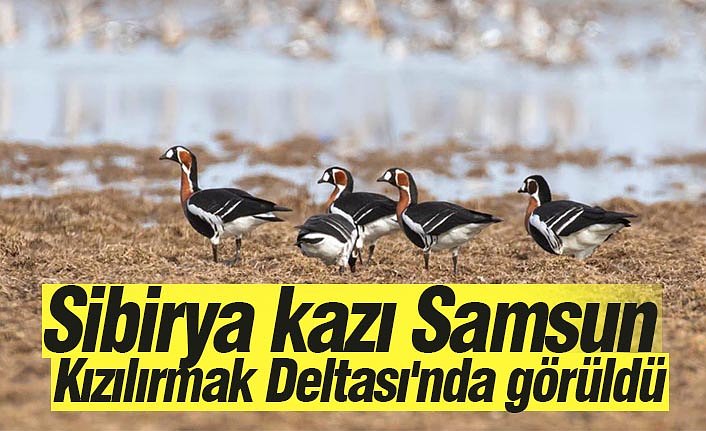 Sibirya kazı Samsun Kızılırmak Deltası'nda görüldü