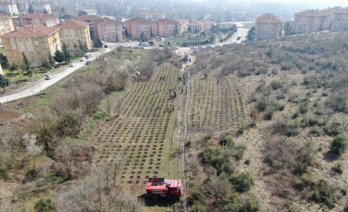 Düzce'de 310 fidan toprakla buluşturuldu