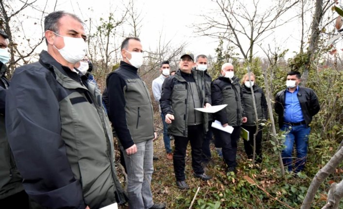 Samsun'da doğada yetişen “defne“ ekonomiye kazandırılıyor