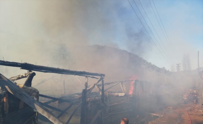 Amasya'da yanan ahırlardaki 19 büyükbaş hayvan telef oldu