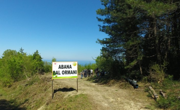 Abana'da bal ormanı kuruldu