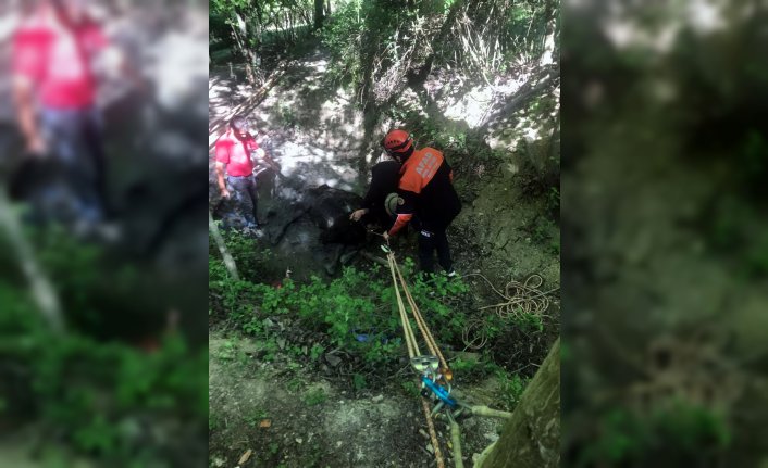 Karabük'te çamura saplanan inek AFAD tarafından kurtarıldı