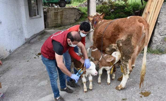 Ordu'da üçüz doğuran ineğin sahibine altın hediye edildi