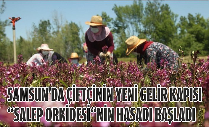 Samsun'da çiftçinin yeni gelir kapısı “salep orkidesi“nin hasadı başladı