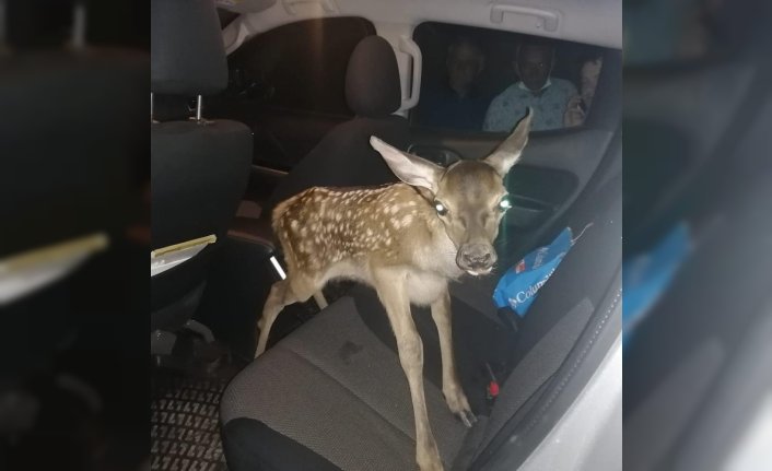 Bolu'da orman işçileri karaca yavrusunu besledi