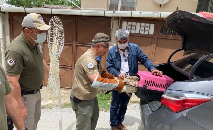 Kastamonu'da evin bahçesinde bulunan yaralı doğan korumaya alındı