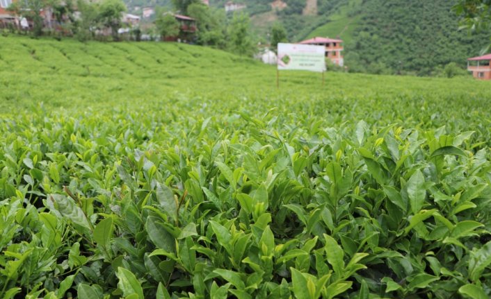 Ortahisar'da çay hasadı törenle başladı