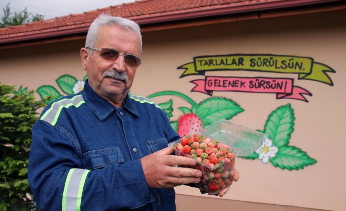 Pazara inmeden alıcı bulan Osmanlı çileğinin hasadına başlandı