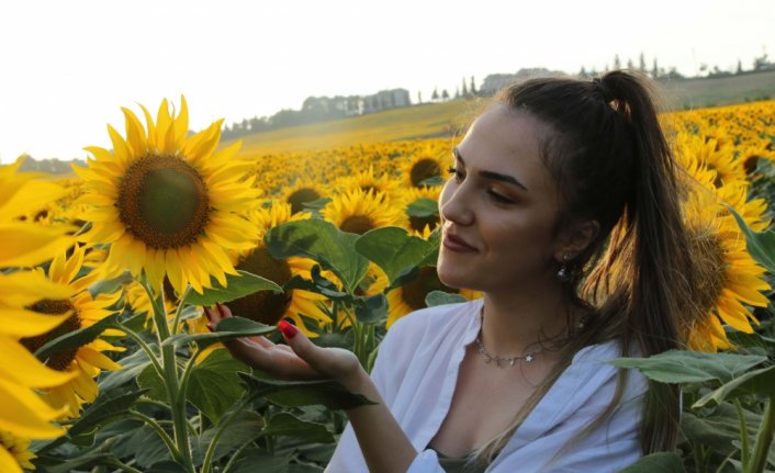 Samsun'da ayçiçeği tarlaları doğal fotoğraf stüdyosuna dönüştü