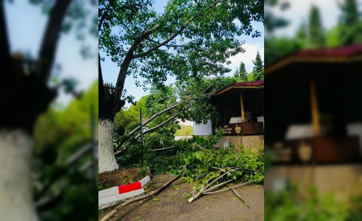 Sinop'ta şiddetli rüzgar ağaçları devirdi, sağanak su taşkınlarına neden oldu