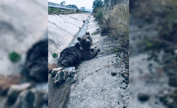 Bolu'da aracın çarptığı ayı yavrusu öldü