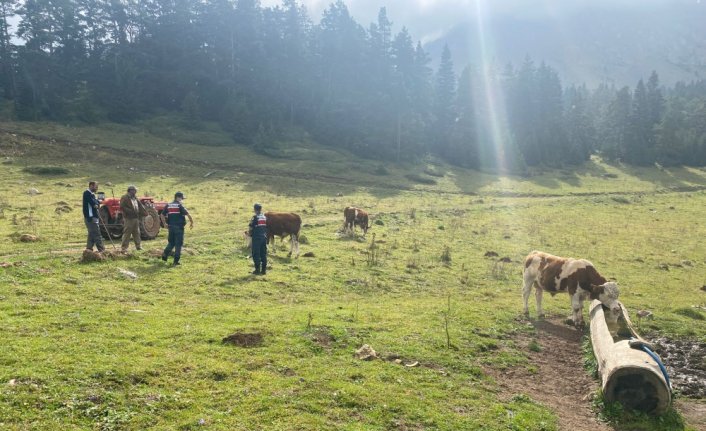 Kastamonu'da jandarma kaybolan hayvanları bularak sahibine teslim etti