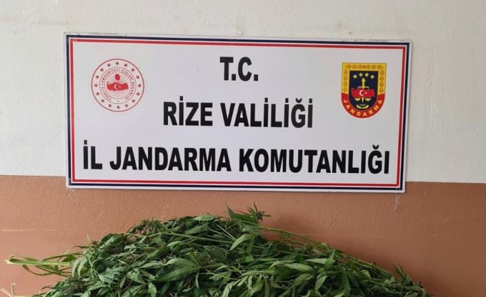 Rize'de evinde esrar ele geçirilen zanlı gözaltına alındı