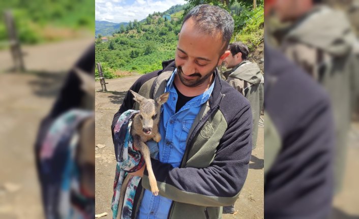 Ordu'da bulunan yavru karaca koruma altına alındı