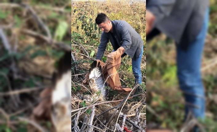 Kastamonu'da araca çarparak yaralanan şahin tedavi ediliyor