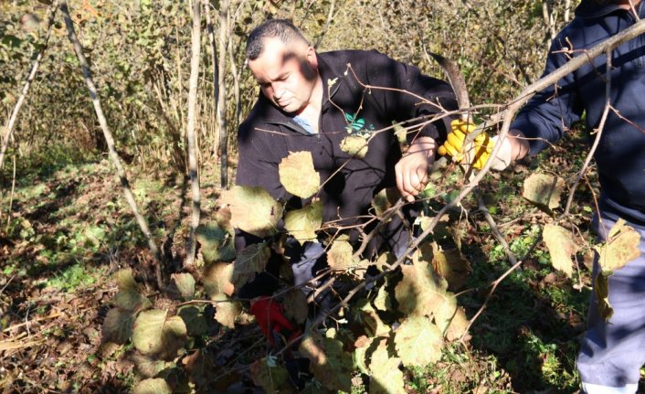 Ordu'da fındık bahçeleri, FINVER projesiyle verimli hale getiriliyor