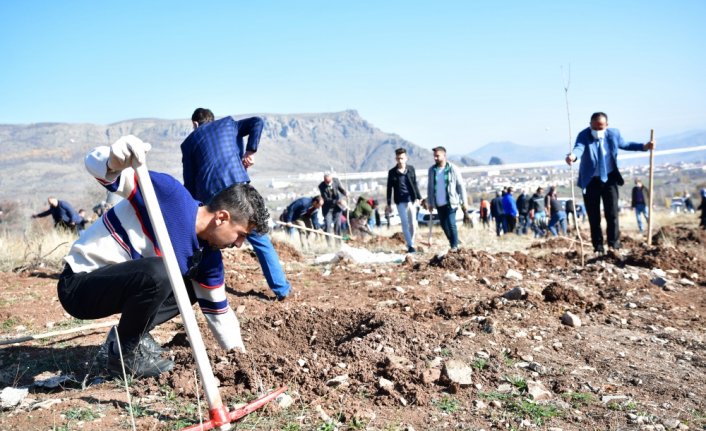 Şebinkarahisar'a özgü meyve fidanları toprakla buluşturuldu