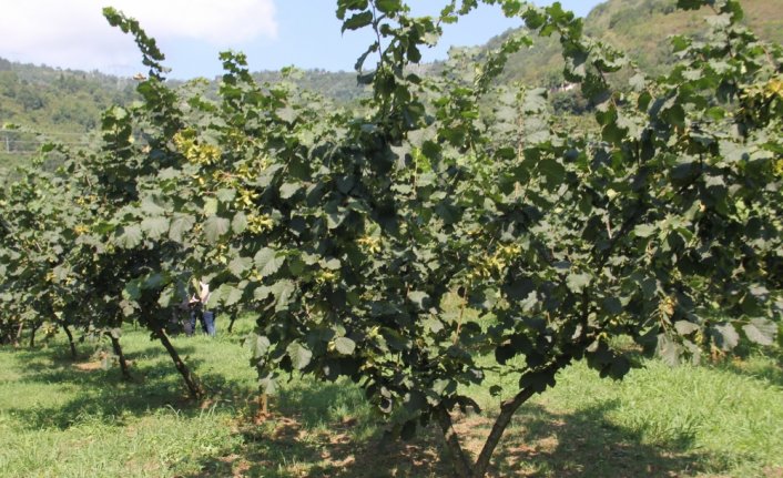 Trabzon'da üreticilere 40 bin fındık fidanı dağıtımına başlandı