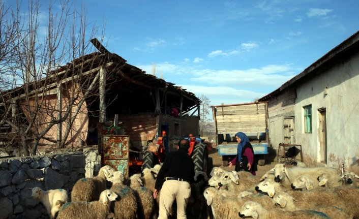 İnşaatlarda çalışarak aldığı 43 koyundan 17'sini kurda kaptırdı