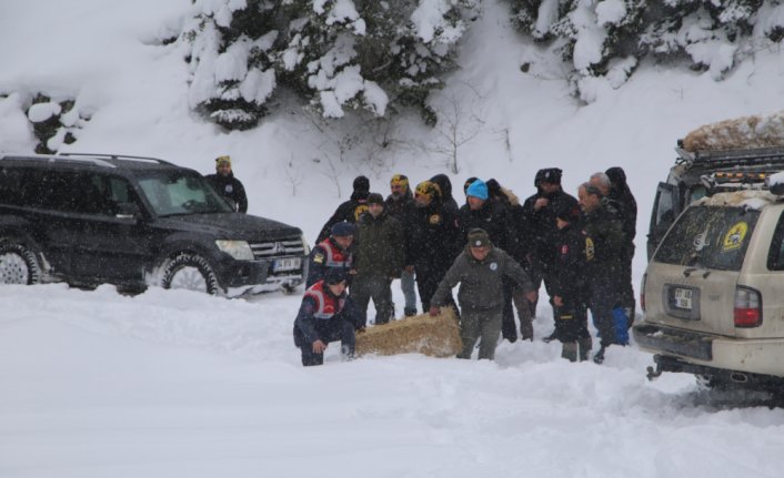 Ilgaz Dağı'nın eteklerindeki yaban hayvanlarına yem bırakıldı