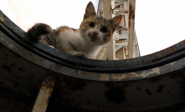 Tokat'ta tabelada mahsur kalan kedi yavrusunu itfaiye kurtardı