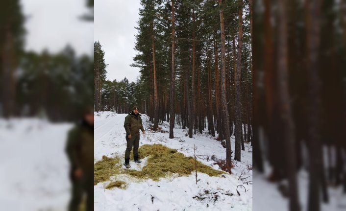 Kargı'da yaban hayvanları için doğaya yem ve ot bırakıldı